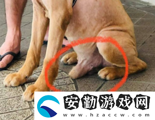 狗狗東西又硬又長