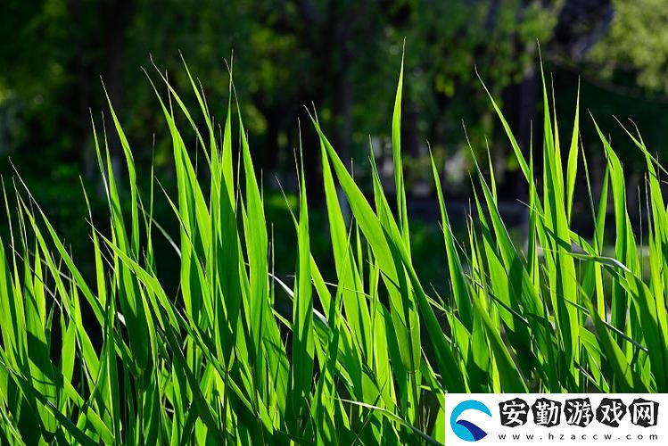青青河邊草高清免費(fèi)