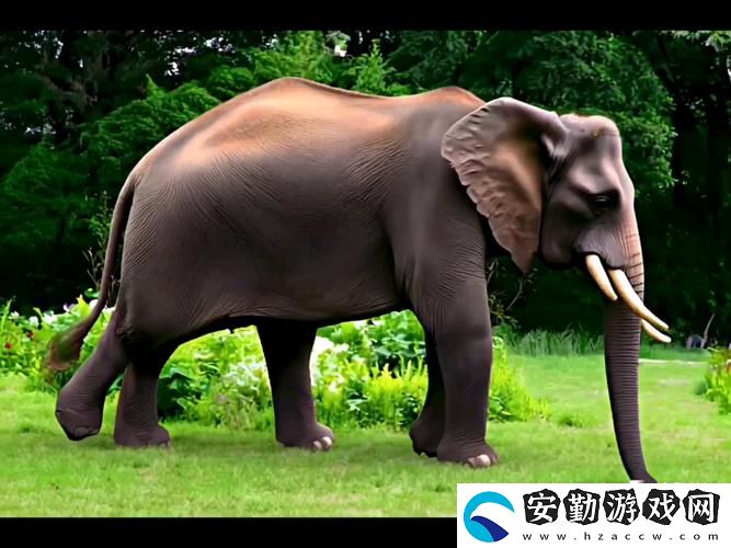 全面解析“大象視頻免費(fèi)觀看電視劇大全”