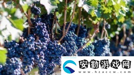 送去新疆?dāng)?shù)葡萄干是什么梗絡(luò)用語(yǔ)送去新疆?dāng)?shù)葡萄干梗意思及出處分享