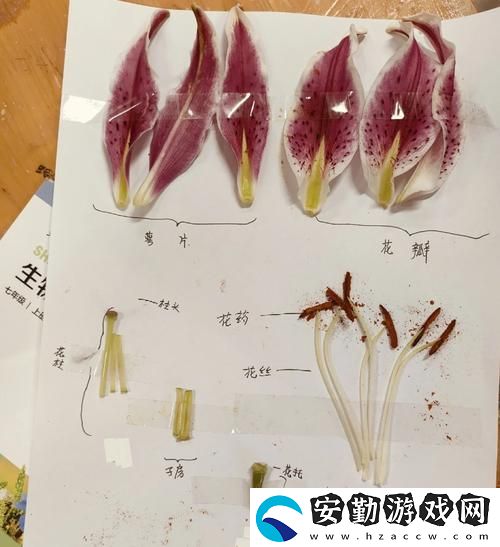 幼枝嫩蕊(1